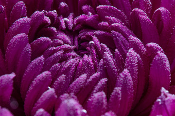 Chrysanthemum close-up, purple. Close-up. Under water. Creative photo. Screensaver or postcard.