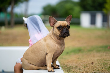 Cute asian girl playing with her lovely french bulldog at marble seat in park.