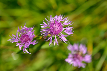 Wiesen-Flockenblume (Centaurea jacea)