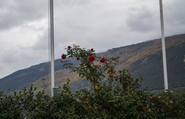 bush of roses on a background of mountains