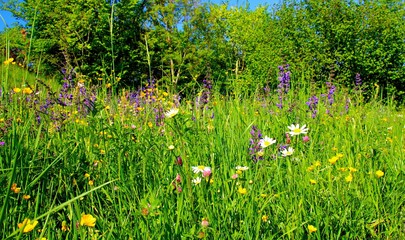 blumenwiese am waldrand