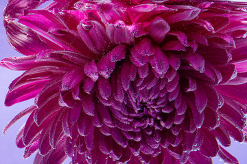 Beautiful purple flower underwater. Background and screen saver.