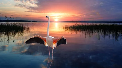 Foto op Canvas Tropical bird flamingo standing straight up in calm water of lake at the sunset. Wildlife. © ruslan_khismatov