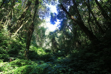 Doi inthanon peak forest in thailand
