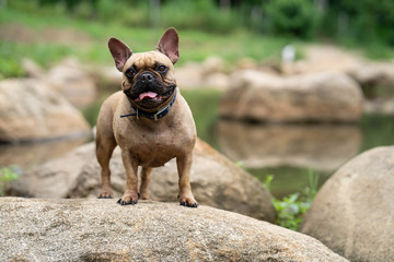 Cute french bulldog playing at stream in nature.