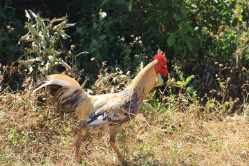 chicken in northern thailand village terraces farm