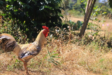 chicken in northern thailand village terraces farm