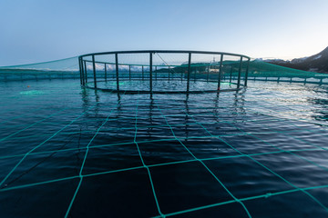 Lachszucht in Norwegen im Netzgehege, kontrollierte Aufzucht im Meerwasser  Fjord
