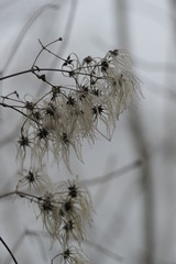 Clematis seed in winter