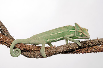 Veiled chameleon / Jemenchamäleon (Chamaeleo calyptratus)  © bennytrapp