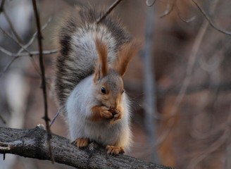 squirrel eating nut