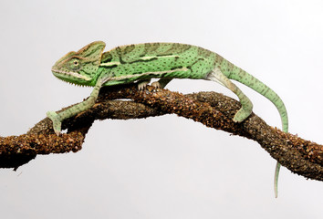 Veiled chameleon / Jemenchamäleon (Chamaeleo calyptratus)  © bennytrapp