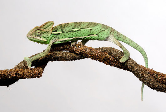 Veiled chameleon / Jemenchamäleon (Chamaeleo calyptratus) 