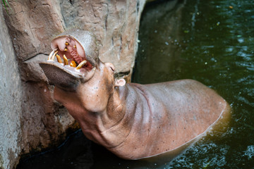 Hippopotamus standing in water open it's mouth wide.