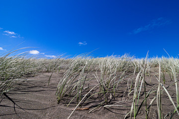 Karekare Beach, New Zealand - Dune