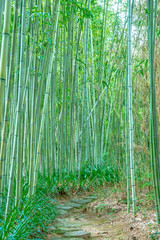 新緑の竹林の道　京都