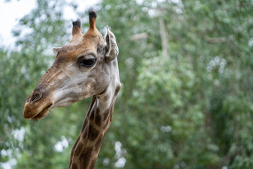 Naklejka na ściany i meble giraffe headshot picture at zoo