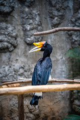 Hornbill bird at tree branch