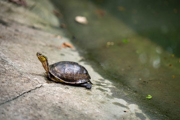 Cute little turtle lying at the concrete floor. 