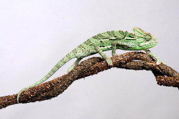 Veiled chameleon / Jemenchamäleon (Chamaeleo calyptratus)  © bennytrapp