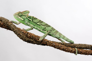 Veiled chameleon / Jemenchamäleon (Chamaeleo calyptratus)  © bennytrapp