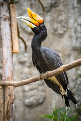 Fototapeta premium Hornbill bird sitting on the tree branch.