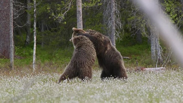 angry brown bears wrestle standing falling wild forest disant view