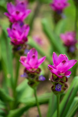 Beautiful blossom Siam Tulip in garden.
