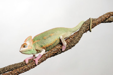 Veiled chameleon / Jemenchamäleon (Chamaeleo calyptratus) Halbalbino