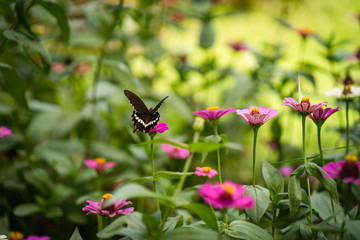 Flight butterfly approaching a flower.