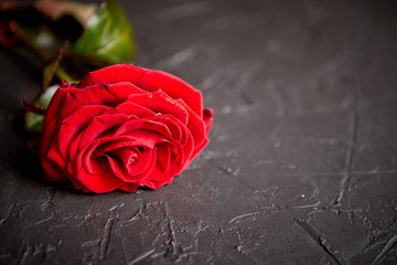 Fresh red rose flower on the white wooden table