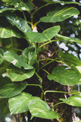 green leaves on a branch
