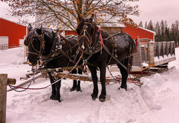 horse and cartiage in winter 