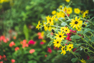 Blossom Mexican sunflower at garden.