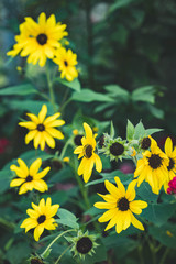 Blossom Mexican sunflower at garden.