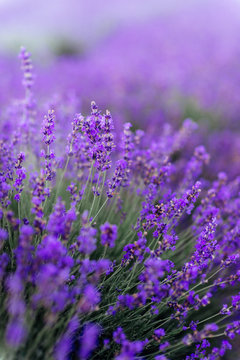 Lavender bushes closeup on sunset. Sunset gleam over purple flowers of lavender.