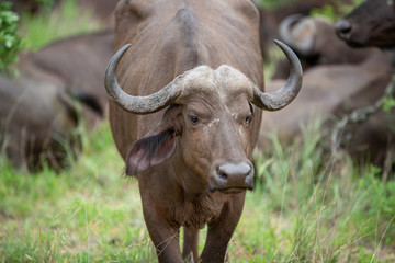 Fototapeta premium Breeding herd of cape buffalo with some Dagga boys scattered with in them