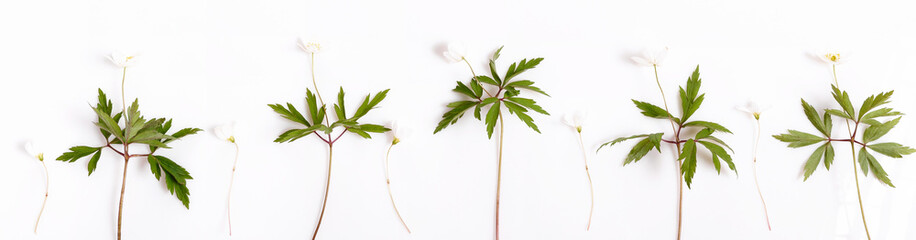 Spring small white flowers, anemone nemorosa. Wild spring Anemone, isolated on white background.