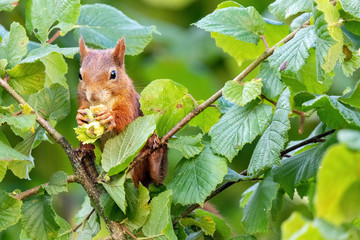 Écureuil roux (Sciurus vulgaris) ramassant des noisettes