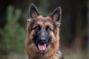 close-up portrait of young long haired female german shepherd dog in daytime in autumn
