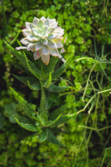 Beautiful collection of Crassulaceae plant