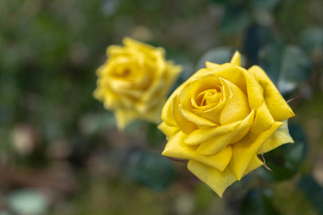 黄色いバラ