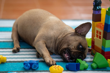 Cute french bulldog lying on mat next to plastic building blocks. © tienuskin