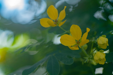 モクセンナの花