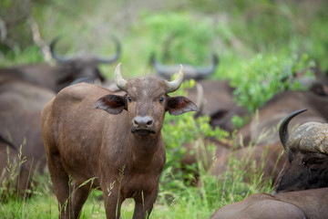 Breeding herd of cape buffalo with some Dagga boys scattered with in them