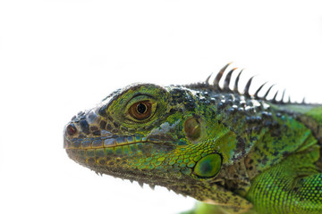 Green iguana isolated on white background.