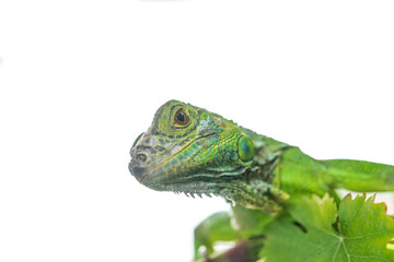Green iguana isolated on white background.