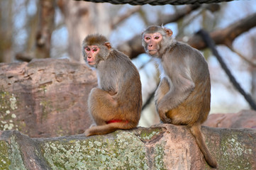 two rhesus macaques on a rock