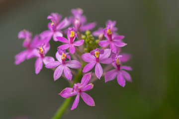 Fototapeta na wymiar 蘭科の花
