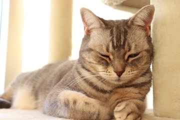 くつろぐ猫アメリカンショートヘアー